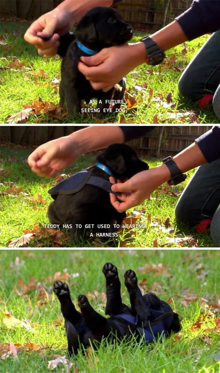 I KAKO SU SAMO OZBILJNI! Ovi psići pucaju od ponosa na svom prvom radnom danu