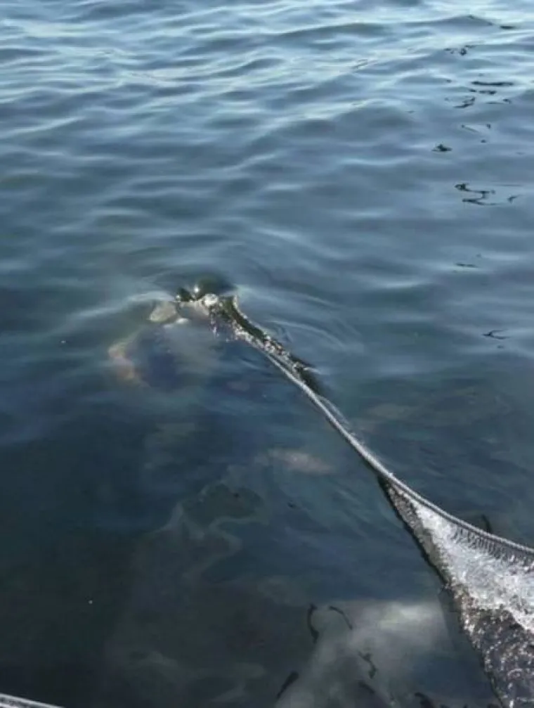 NEMANI IZ DUBINA: Podmorje je puno čudovišta, a ovo su sablasni prizori koji vas tamo čekaju