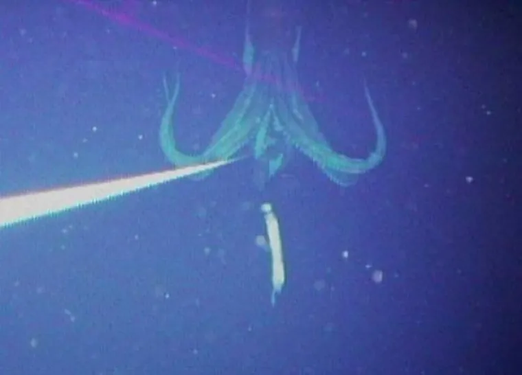 NEMANI IZ DUBINA: Podmorje je puno čudovišta, a ovo su sablasni prizori koji vas tamo čekaju