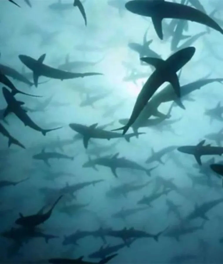 NEMANI IZ DUBINA: Podmorje je puno čudovi&scaron;ta, a ovo su sablasni prizori koji vas tamo čekaju