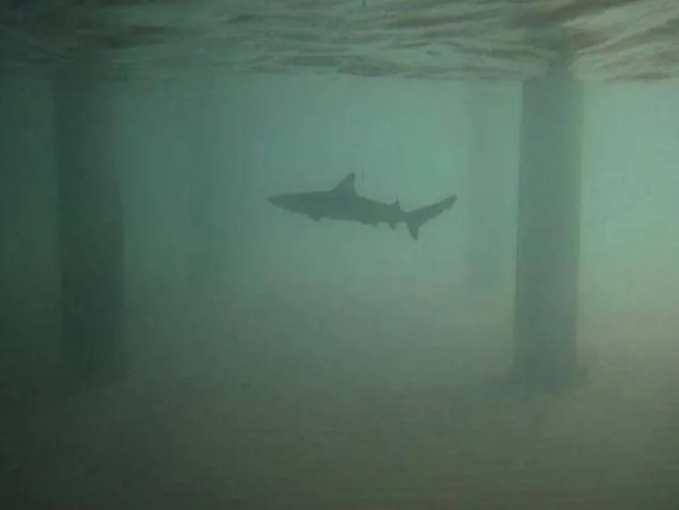 NEMANI IZ DUBINA: Podmorje je puno čudovi&scaron;ta, a ovo su sablasni prizori koji vas tamo čekaju