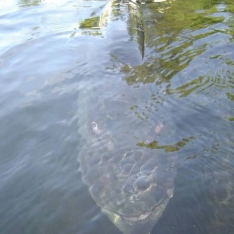NEMANI IZ DUBINA: Podmorje je puno čudovi&scaron;ta, a ovo su sablasni prizori koji vas tamo čekaju