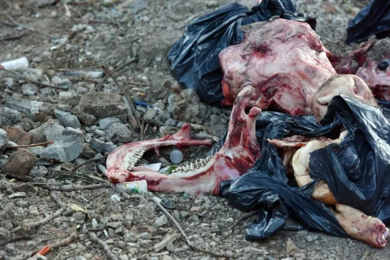 PRIZORI STRAVE U ŠIBENIKU: Životinjske lubanje ostavljene pored kontejnera za smeće