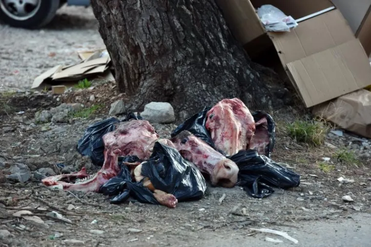 Životinjske glave ostavljene pored kontejnera za smeće u Šibeniku.