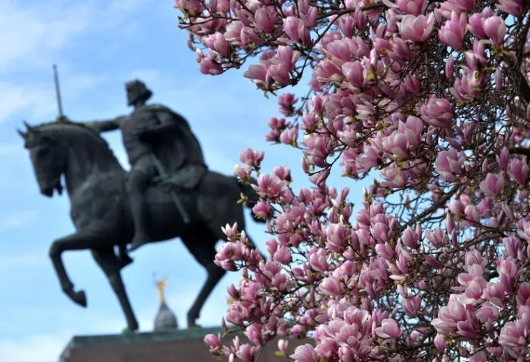 Proljeće u Zagrebu: procvjetale magnolije, ali i proljetni umor