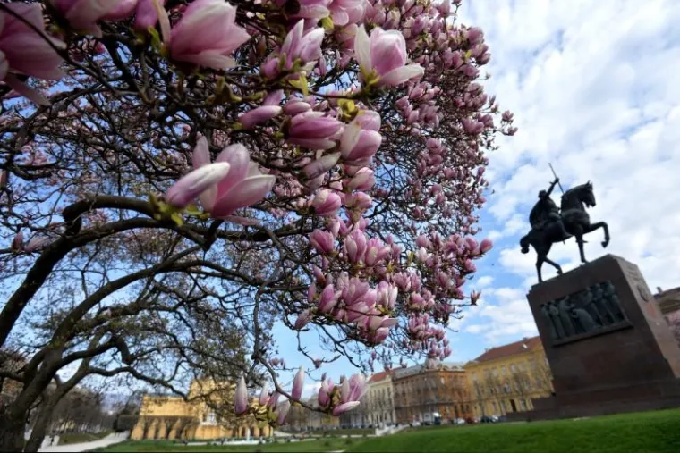 Proljeće u Zagrebu: procvjetale magnolije, ali i proljetni umor