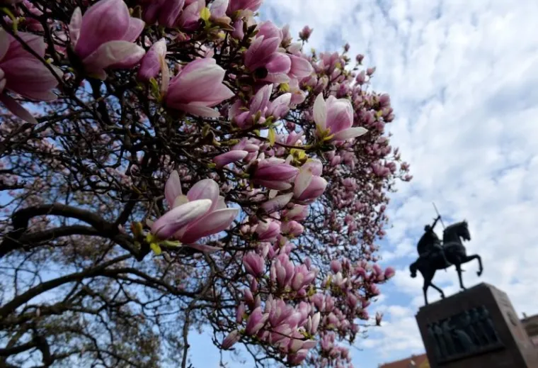 Proljeće u Zagrebu: procvjetale magnolije, ali i proljetni umor