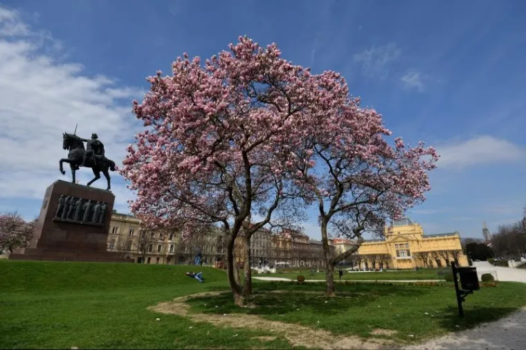 Proljeće u Zagrebu: procvjetale magnolije, ali i proljetni umor