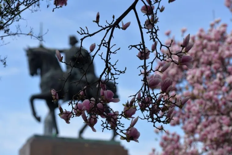 Proljeće u Zagrebu: procvjetale magnolije, ali i proljetni umor