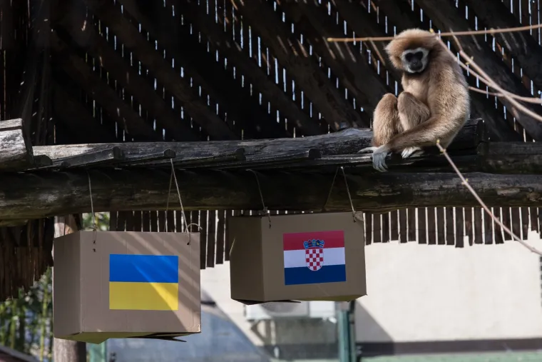 U Zoolo&scaron;kom vrtu gibon Kent prognozira rezultat utakmice Hrvatska - Ukrajina