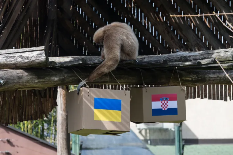 U Zoolo&scaron;kom vrtu gibon Kent prognozira rezultat utakmice Hrvatska - Ukrajina