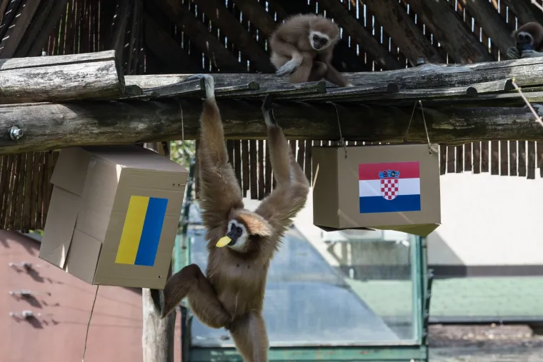 U Zoolo&scaron;kom vrtu gibon Kent prognozira rezultat utakmice Hrvatska - Ukrajina