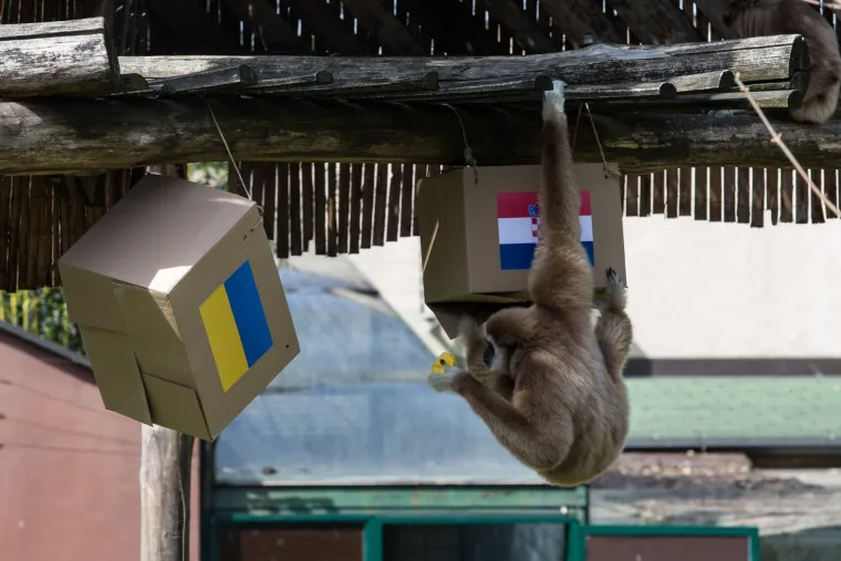 U Zoolo&scaron;kom vrtu gibon Kent prognozira rezultat utakmice Hrvatska - Ukrajina