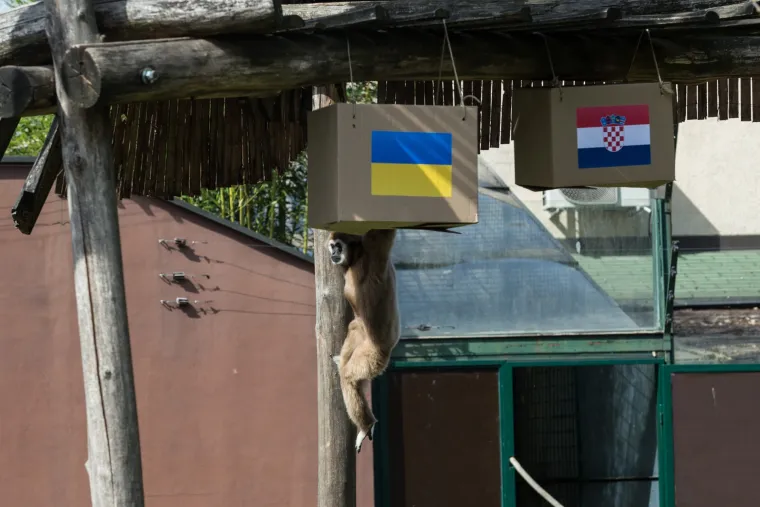 U Zoolo&scaron;kom vrtu gibon Kent prognozira rezultat utakmice Hrvatska - Ukrajina