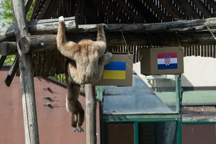 U Zoolo&scaron;kom vrtu gibon Kent prognozira rezultat utakmice Hrvatska - Ukrajina