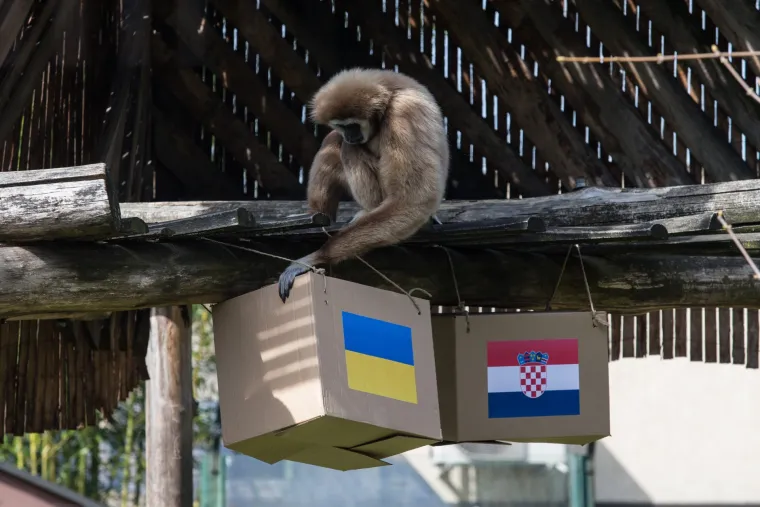 U Zoolo&scaron;kom vrtu gibon Kent prognozira rezultat utakmice Hrvatska - Ukrajina