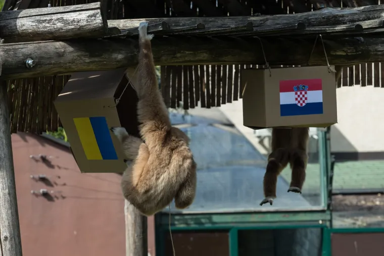 U Zoolo&scaron;kom vrtu gibon Kent prognozira rezultat utakmice Hrvatska - Ukrajina