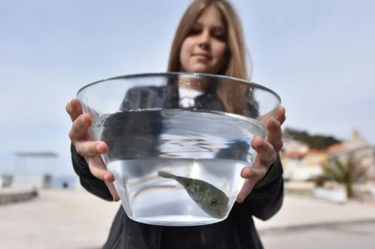 SMRTONOSNA RIBA U JADRANU: Djevojčica u Tribunju ulovila otrovnu ribu fugu, izaziva paralizu i smrt