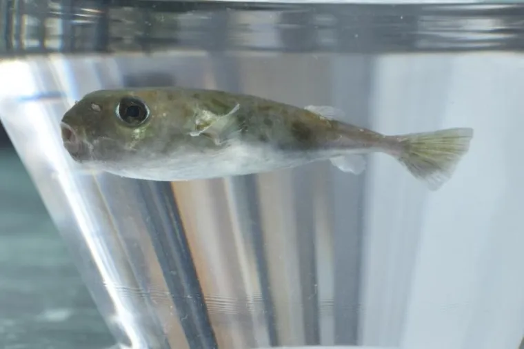 SMRTONOSNA RIBA U JADRANU: Djevojčica u Tribunju ulovila otrovnu ribu fugu, izaziva paralizu i smrt