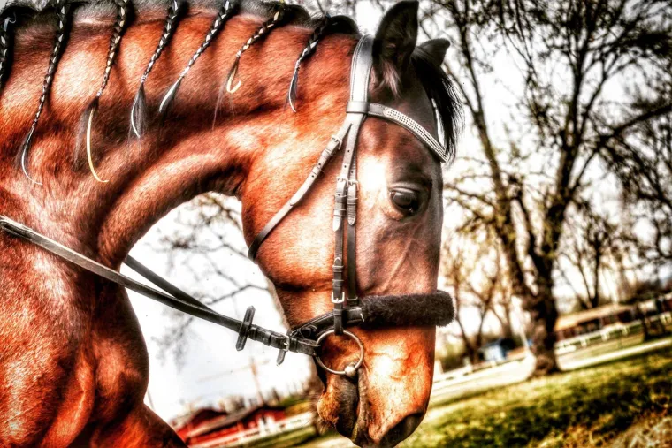 Hipodrom, konj
