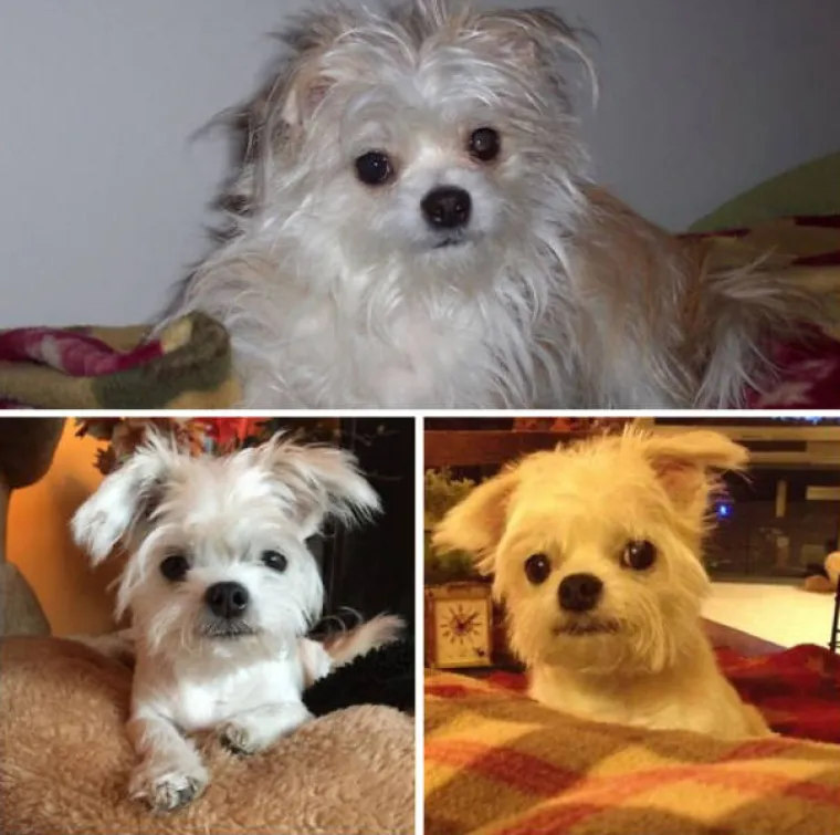 PRESLATKO ZA POLUDJETI! Poslali pse kod frizera, rezultati će vam rastopiti srce