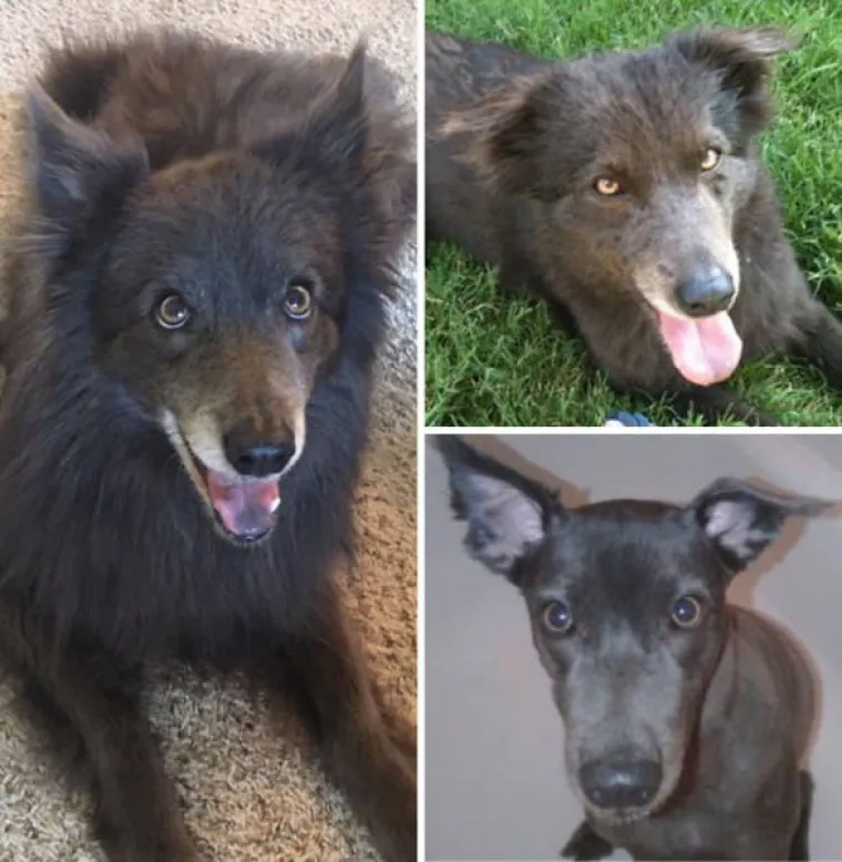 PRESLATKO ZA POLUDJETI! Poslali pse kod frizera, rezultati će vam rastopiti srce