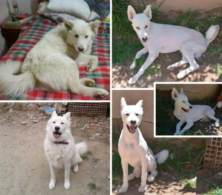 PRESLATKO ZA POLUDJETI! Poslali pse kod frizera, rezultati će vam rastopiti srce