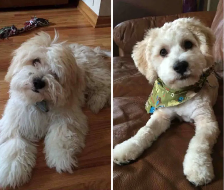 PRESLATKO ZA POLUDJETI! Poslali pse kod frizera, rezultati će vam rastopiti srce