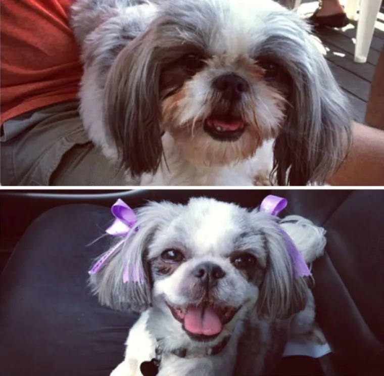 PRESLATKO ZA POLUDJETI! Poslali pse kod frizera, rezultati će vam rastopiti srce