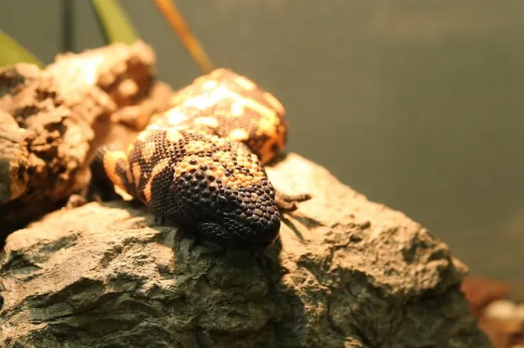 Najotrovnije zmije svijeta stigle u Zagreb