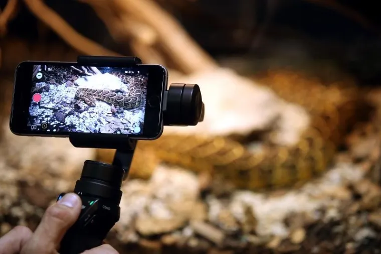 'Najezda' najotrovnijih zmija svijeta na Zagreb