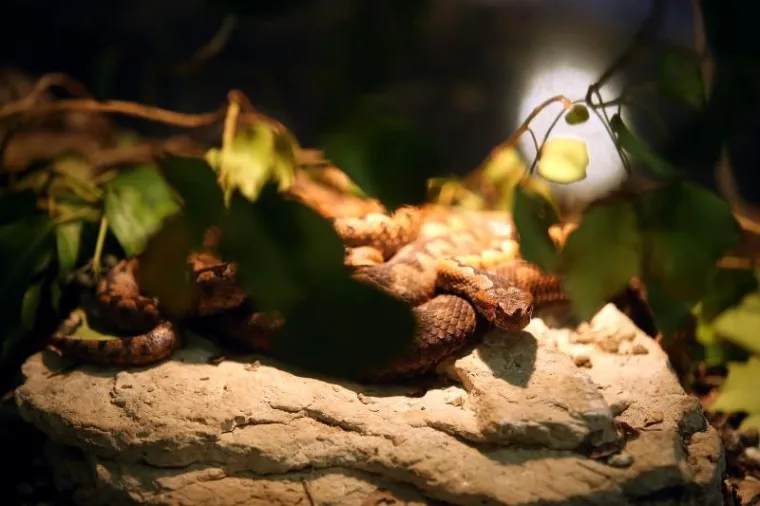 'Najezda' najotrovnijih zmija svijeta na Zagreb