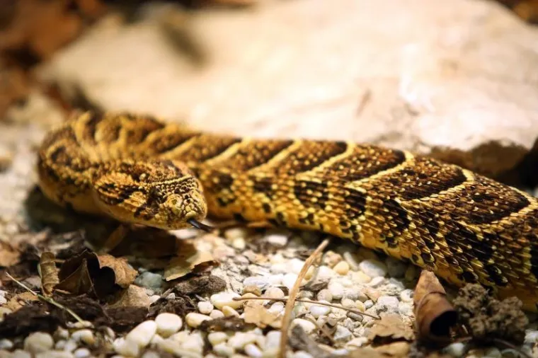 'Najezda' najotrovnijih zmija svijeta na Zagreb