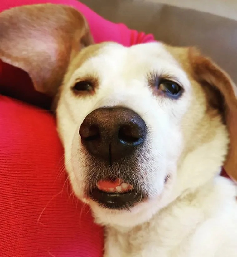 Psići koji se vraćaju od veterinara pod utjecajem lijekova mogu biti pravi slatki&scaron;i, a neke od takvih smo okupili u nastavku. Njihova lica vjerojatno dosta dobro opisuju kako se svi osjećamo nakon buđenja za vrijeme ki&scaron;nih dana.