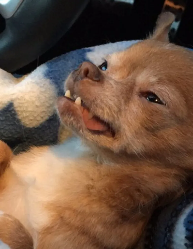 VRATILI SE OD VETERINARA POTPUNO NADROGIRANI: Ovi psići izgledaju onako kako se svi jutros osjećamo