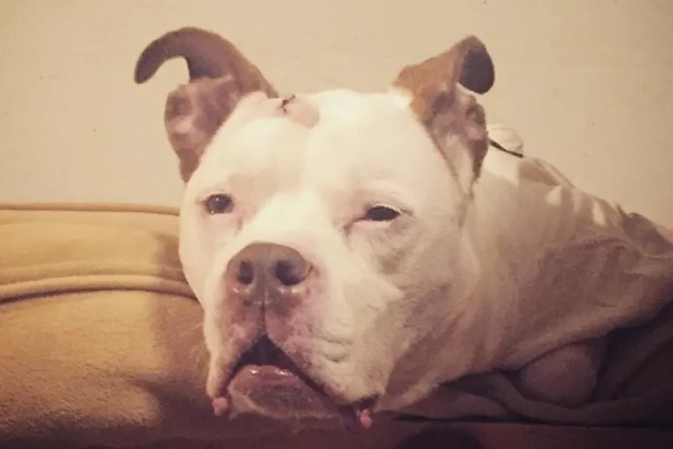 VRATILI SE OD VETERINARA POTPUNO NADROGIRANI: Ovi psići izgledaju onako kako se svi jutros osjećamo