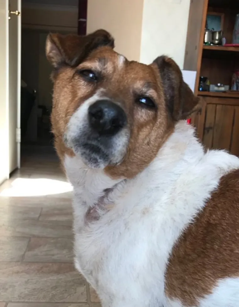 VRATILI SE OD VETERINARA POTPUNO NADROGIRANI: Ovi psići izgledaju onako kako se svi jutros osjećamo