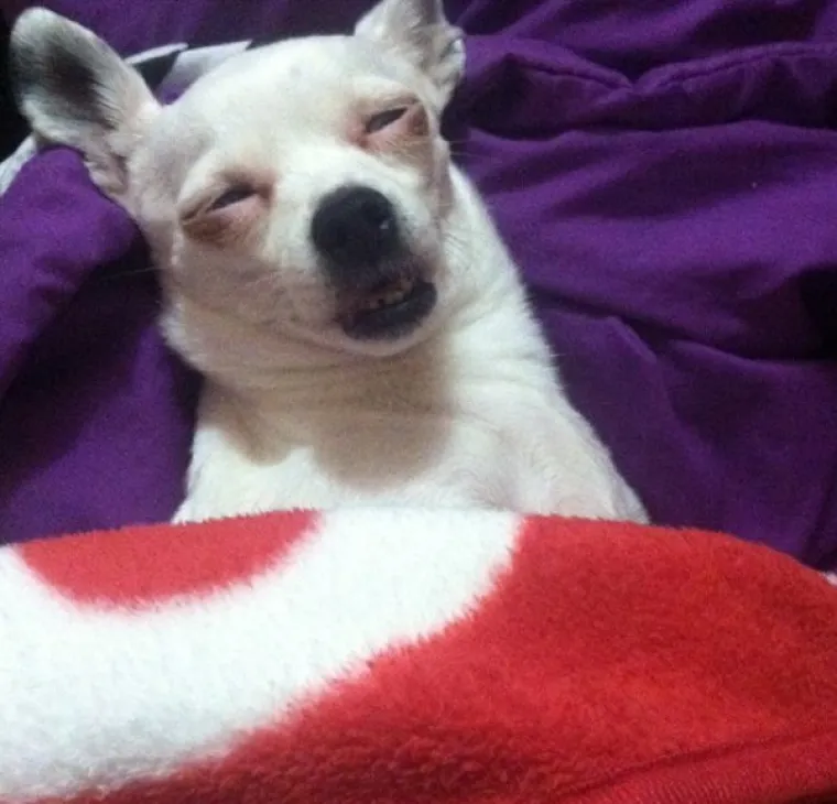 VRATILI SE OD VETERINARA POTPUNO NADROGIRANI: Ovi psići izgledaju onako kako se svi jutros osjećamo