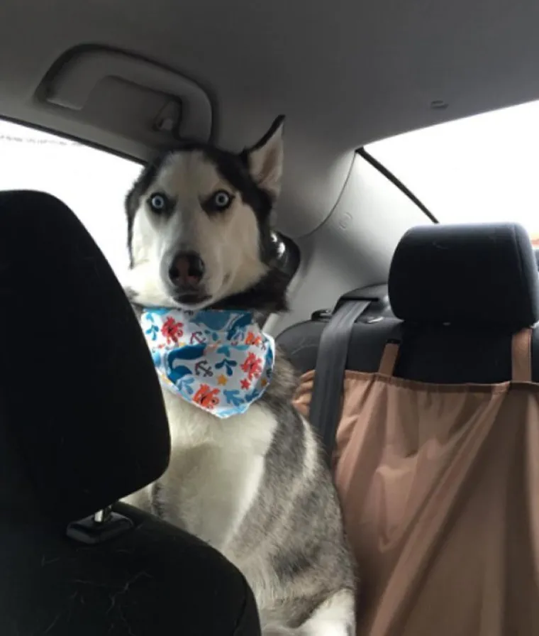 VRATILI SE OD VETERINARA POTPUNO NADROGIRANI: Ovi psići izgledaju onako kako se svi jutros osjećamo