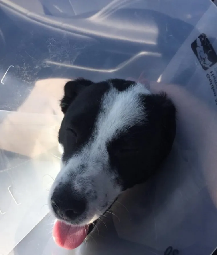 VRATILI SE OD VETERINARA POTPUNO NADROGIRANI: Ovi psići izgledaju onako kako se svi jutros osjećamo