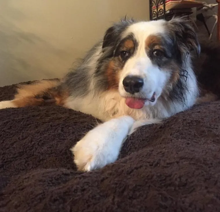 VRATILI SE OD VETERINARA POTPUNO NADROGIRANI: Ovi psići izgledaju onako kako se svi jutros osjećamo