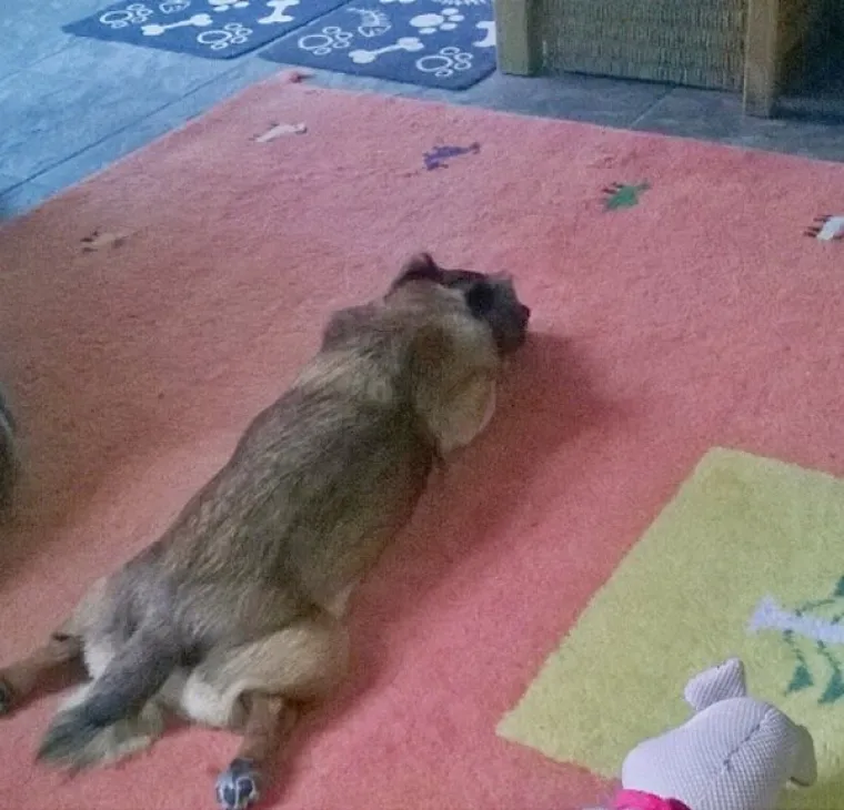 VRATILI SE OD VETERINARA POTPUNO NADROGIRANI: Ovi psići izgledaju onako kako se svi jutros osjećamo