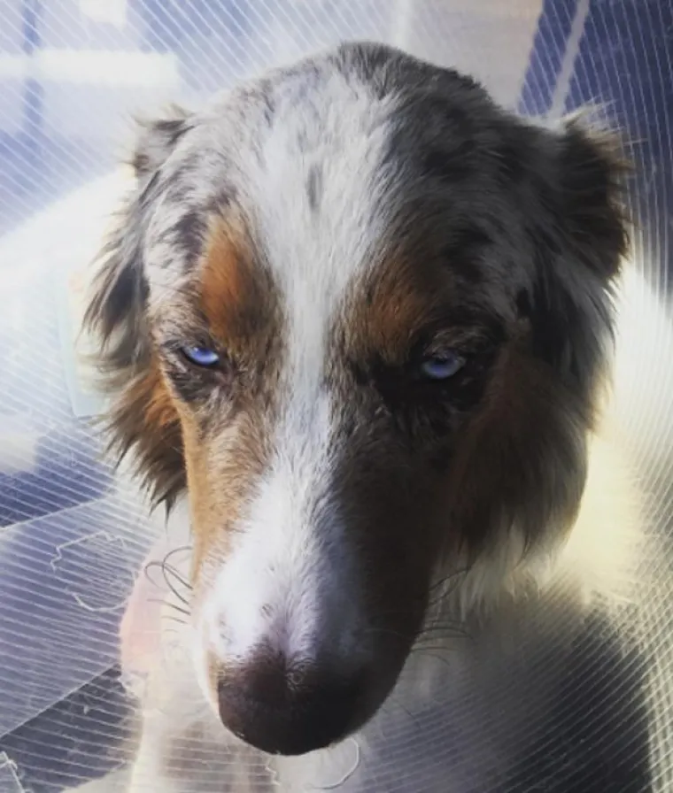 VRATILI SE OD VETERINARA POTPUNO NADROGIRANI: Ovi psići izgledaju onako kako se svi jutros osjećamo