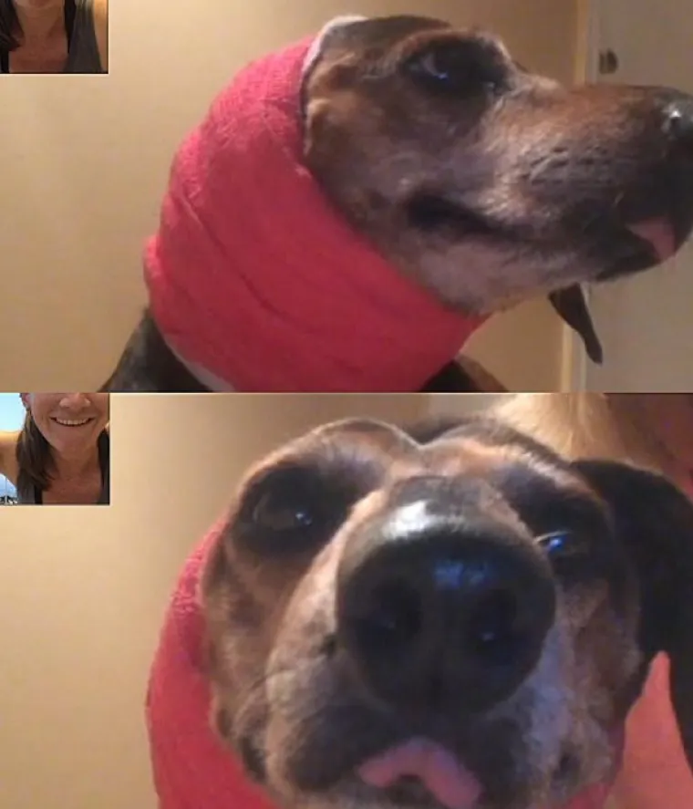 VRATILI SE OD VETERINARA POTPUNO NADROGIRANI: Ovi psići izgledaju onako kako se svi jutros osjećamo