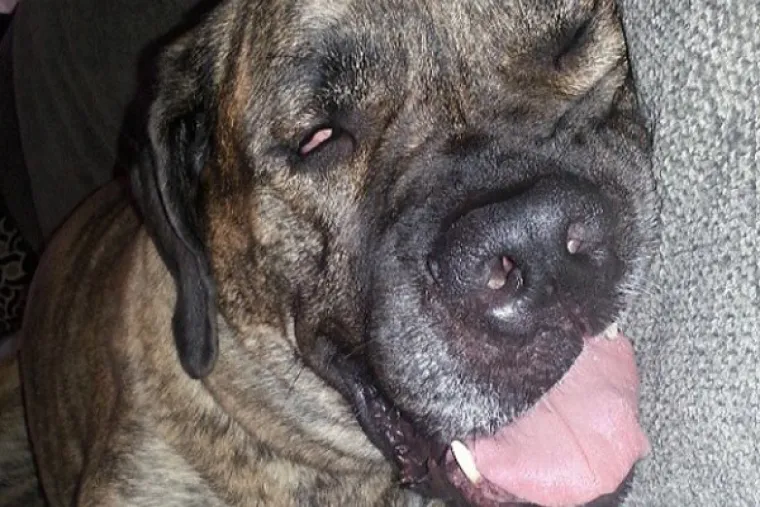 VRATILI SE OD VETERINARA POTPUNO NADROGIRANI: Ovi psići izgledaju onako kako se svi jutros osjećamo