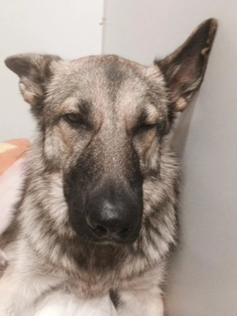 VRATILI SE OD VETERINARA POTPUNO NADROGIRANI: Ovi psići izgledaju onako kako se svi jutros osjećamo