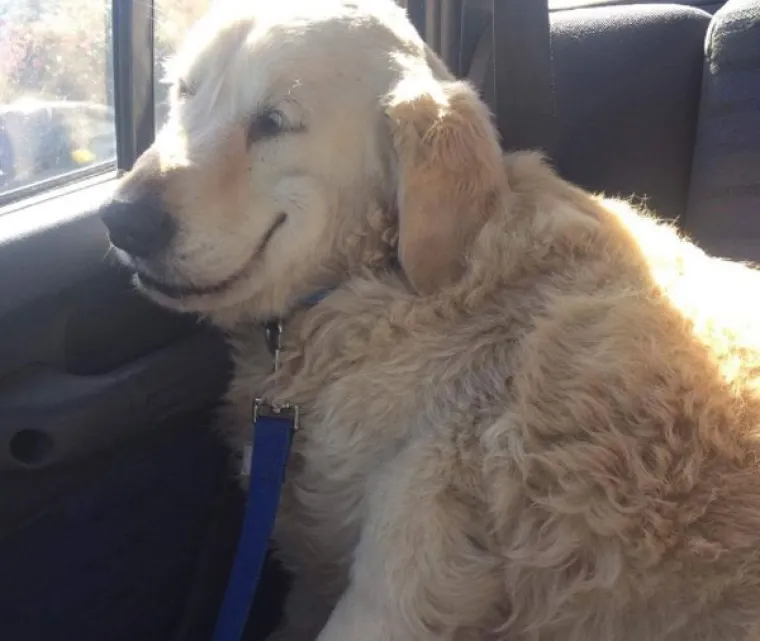 VRATILI SE OD VETERINARA POTPUNO NADROGIRANI: Ovi psići izgledaju onako kako se svi jutros osjećamo