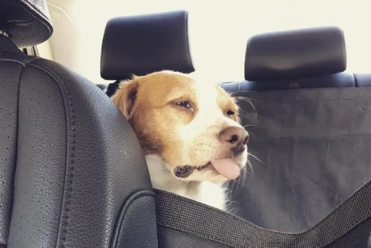 VRATILI SE OD VETERINARA POTPUNO NADROGIRANI: Ovi psići izgledaju onako kako se svi jutros osjećamo