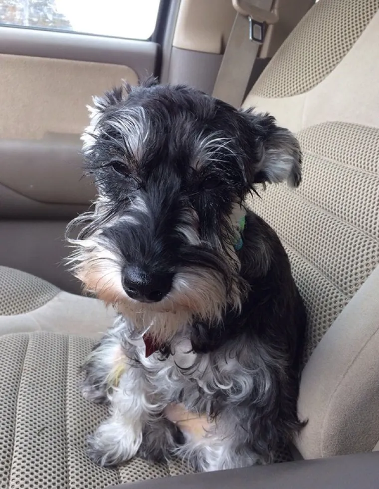 VRATILI SE OD VETERINARA POTPUNO NADROGIRANI: Ovi psići izgledaju onako kako se svi jutros osjećamo