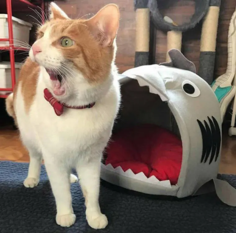 BOLJE SE RODITI BEZ PAMETI NEGO BEZ SREĆE: Fotografije koje su dokaz da je za savr&scaron;enstvo nekad dovoljna čista sreća